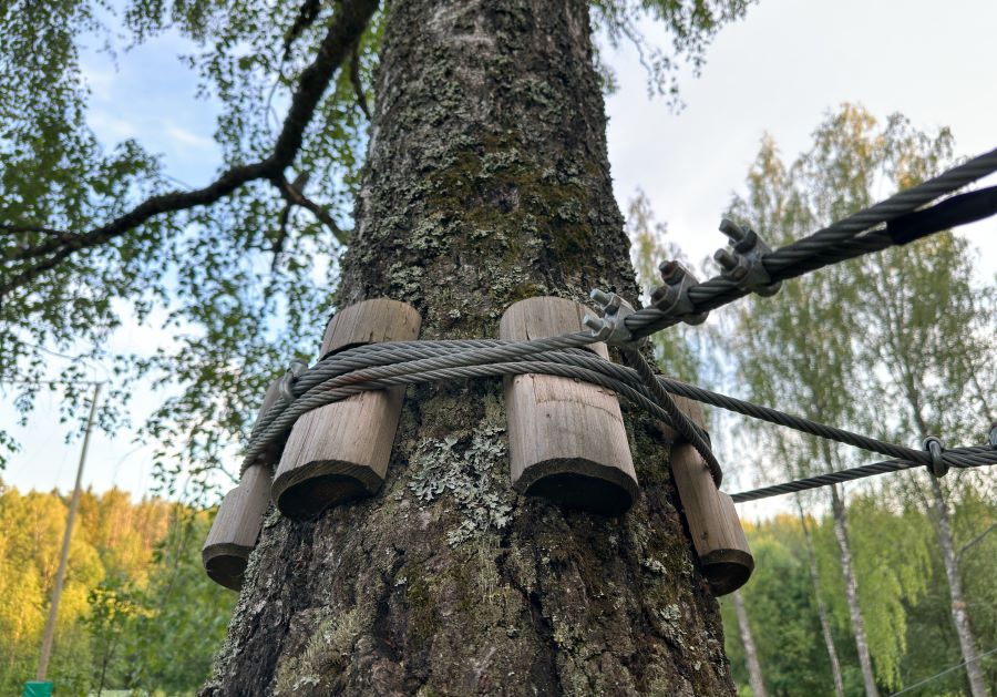 Our Cabling and Bracing service strengthens your trees by installing durable cables, preventing limb failure, enhancing safety, and promoting healthy growth in vulnerable areas. Protect your property with expert cabling solutions today. for Gray's Tree Service Inc in Maurertown, VA