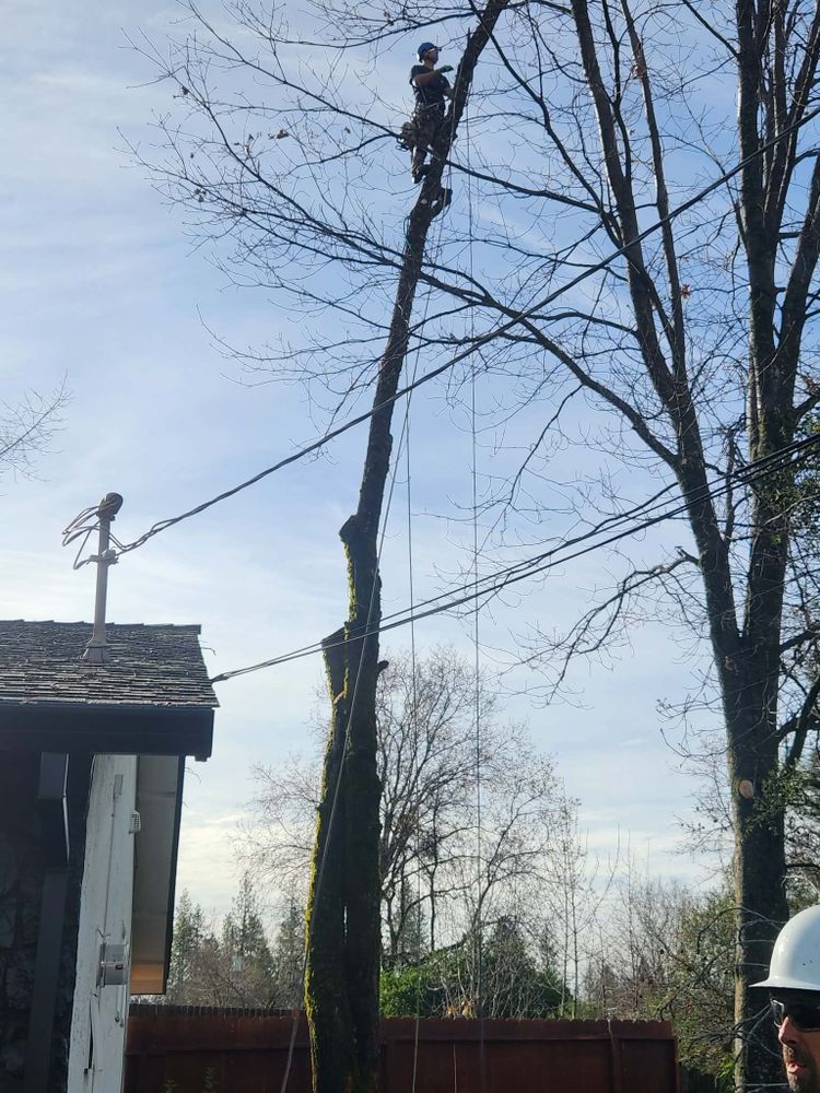 All Photos for George Staddan's Professional Tree Care in Placerville, CA