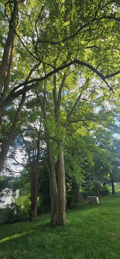 All Photos for Highborn Tree Service in Wheatfield, IN