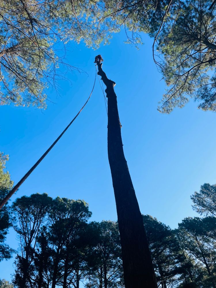 All Photos for Ace Tree Service  in Fuquay-Varina, NC