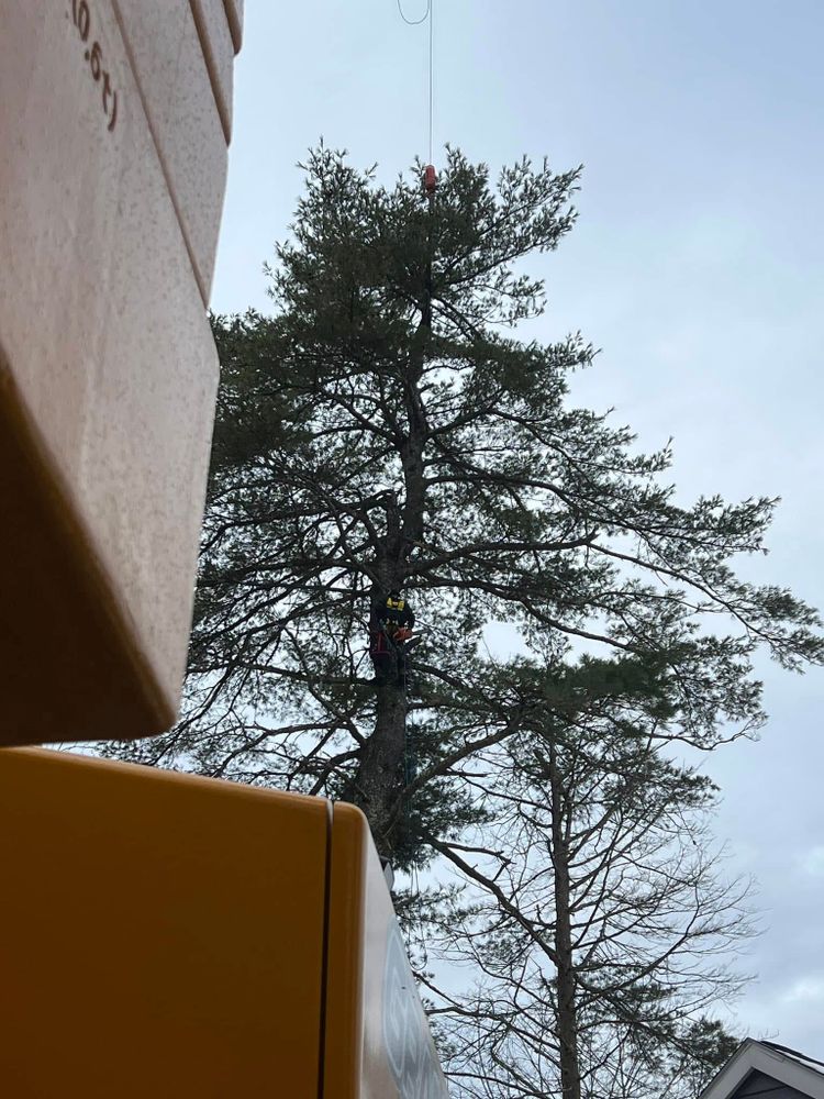 All Photos for Abair Tree Service in Weare, NH