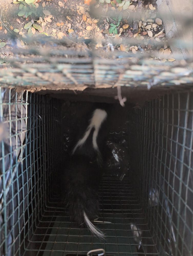 All Photos for Topper's Wildlife Removal in Garland, TX