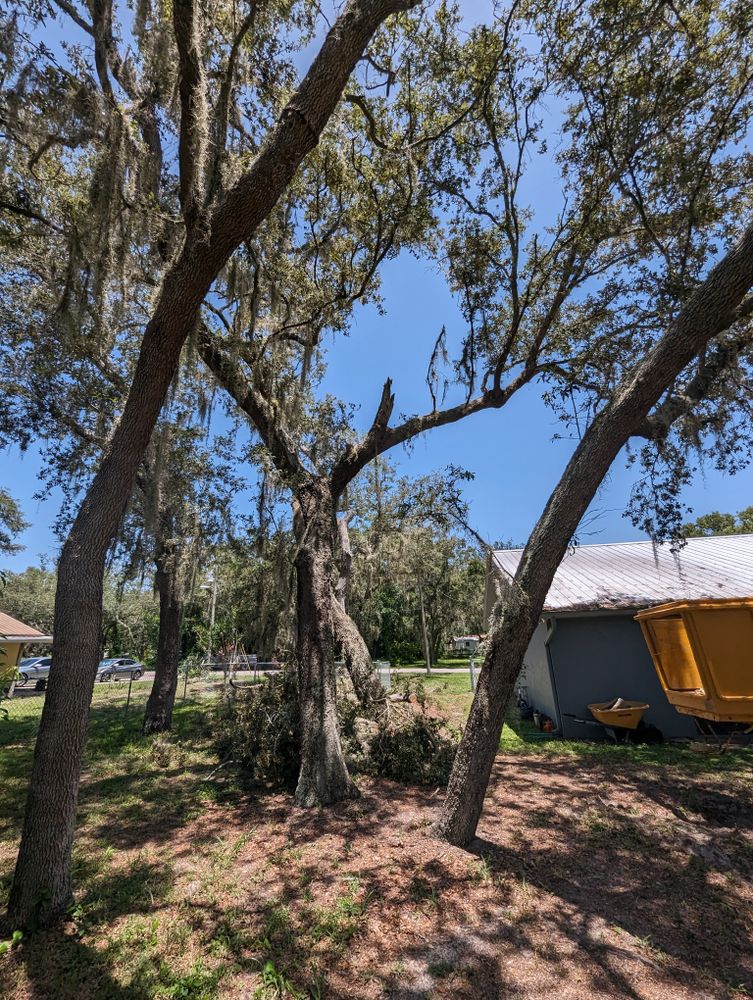 All Photos for Regal Tree Service and Stump Grinding in Wauchula, FL