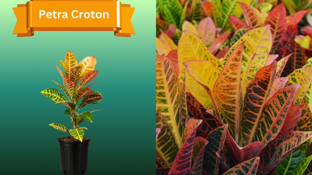 Plant Samples for R.B. & Company in Belleview, FL