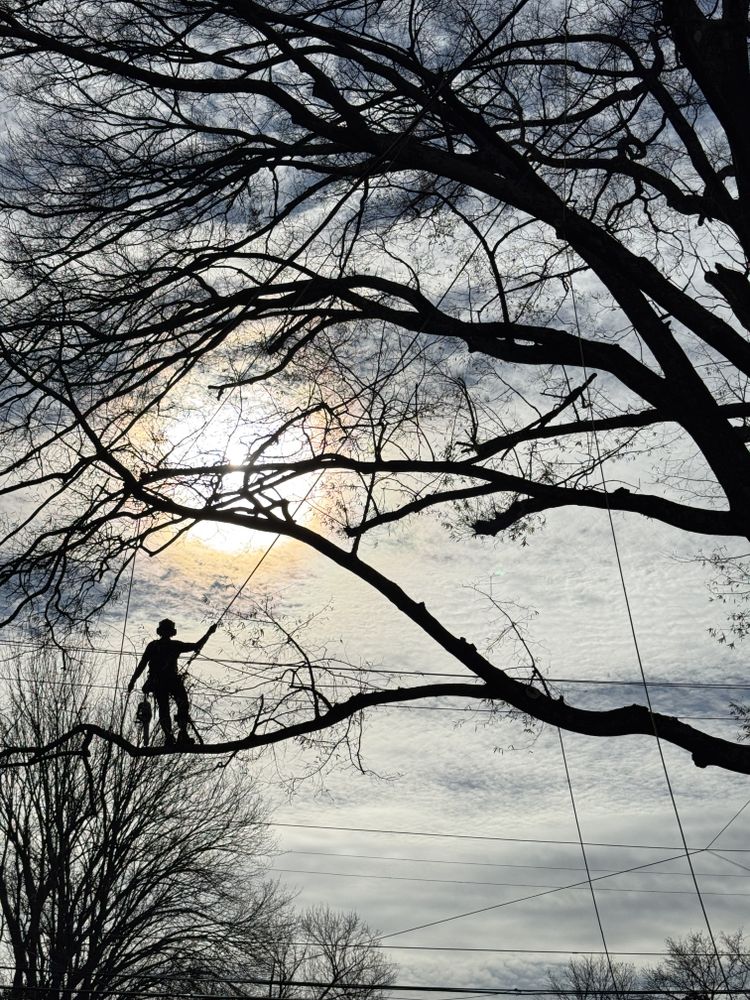 Tree Removal for Rawls Tree Care in Richmond, VA