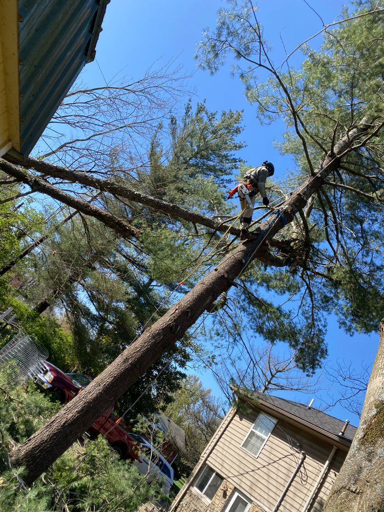 All Photos for Houtz Tree Service in Lexington, KY