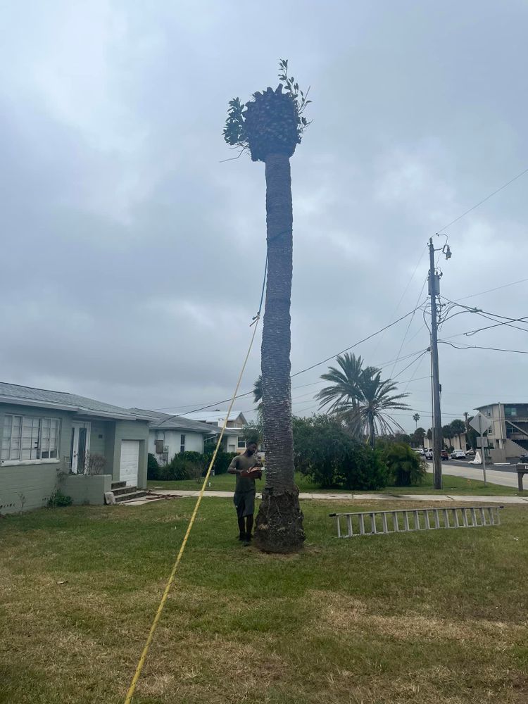Our expert tree removal service ensures safe and efficient elimination of unwanted or hazardous trees, enhancing your property's appearance and safety with minimal disruption to your landscape. for Grind Time Tree Service in Daytona, FL