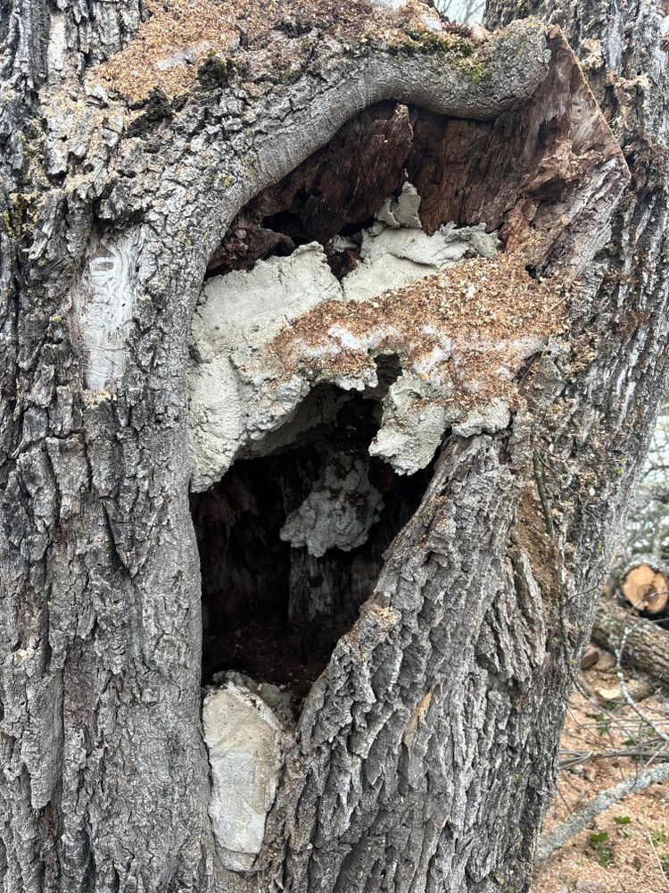 All Photos for T's Trees in Albany, NY