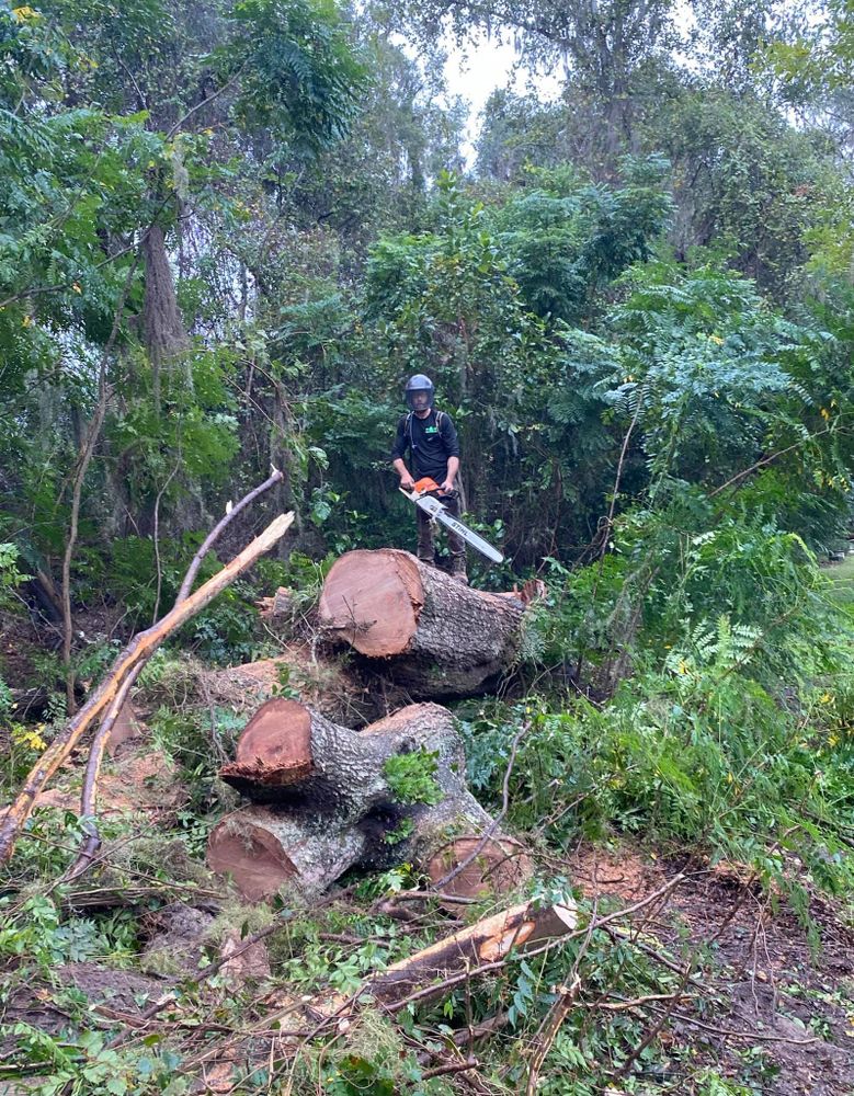 Tree Removal for 163 Property Maintenance in Hernando County,  FL