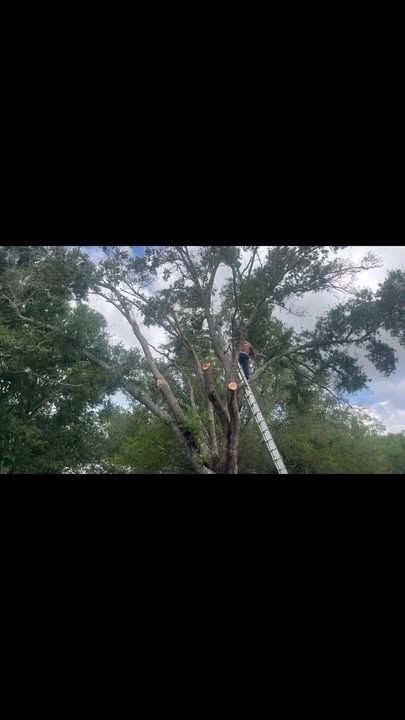 All Photos for Curtis Tree Service & Landscaping in Haines City, FL
