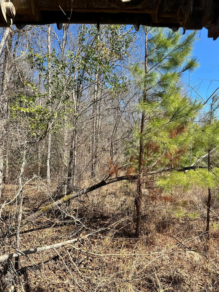 Our Tree Removal service ensures safe, efficient removal of unwanted or hazardous trees, protecting your property and enhancing its beauty while prioritizing safety and utilizing professional equipment for optimal results. for Page Outdoor Services in Wrightsville, GA