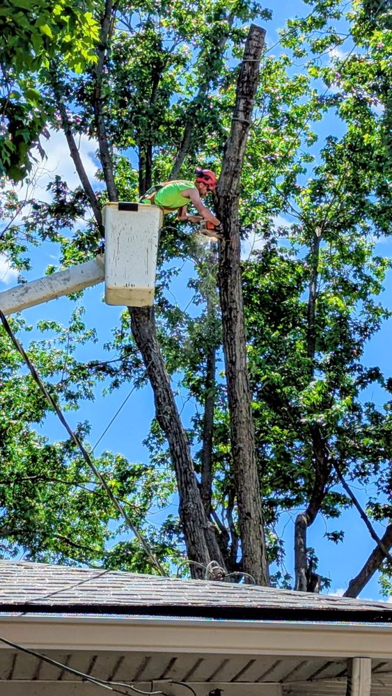 All Photos for Lightning Tree Service in Corydon, IN