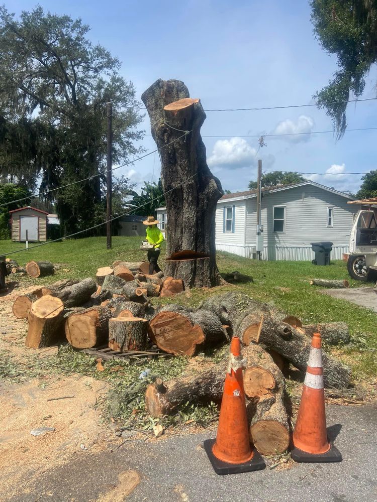 Fall and Spring Clean Up for Efficient and Reliable Tree Service in Lake Wales, FL