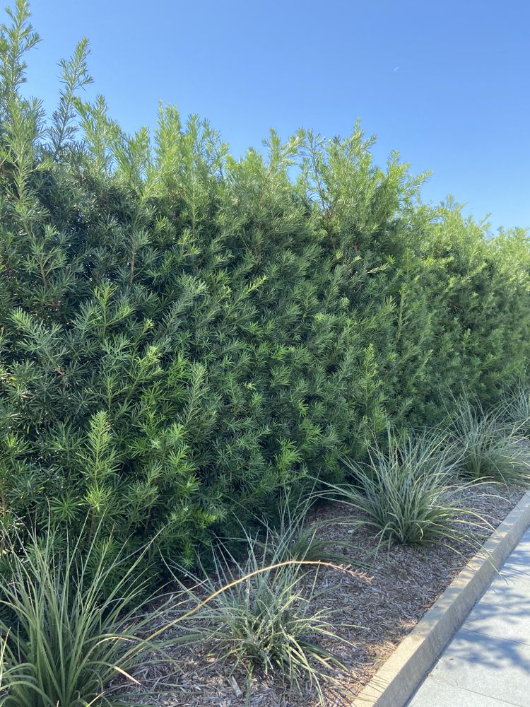 All Photos for Atlas Land Design in Creekside Park, TX