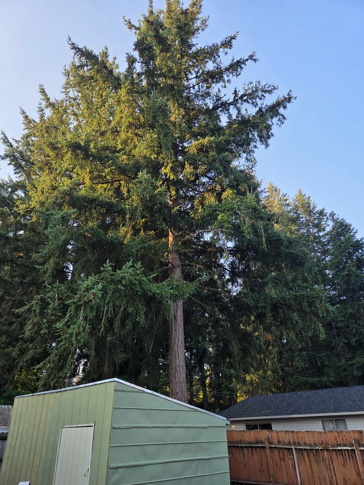 All Photos for Clippys Tree Pros in Stayton, OR
