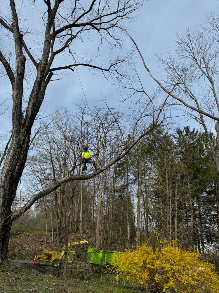 All Photos for Sterlings Tree Removal in Cobleskill, New York