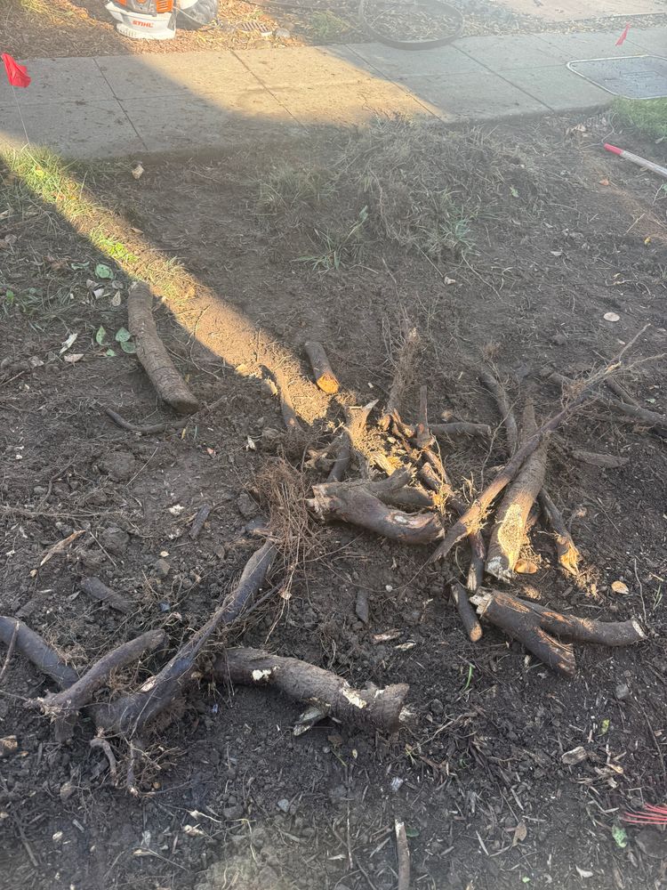 All Photos for CBA Landscaping in Hayward, CA