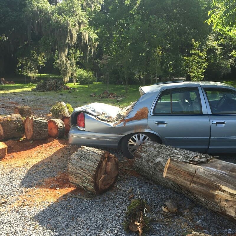 Tree Removal for David's Tree Service in Slidell, LA