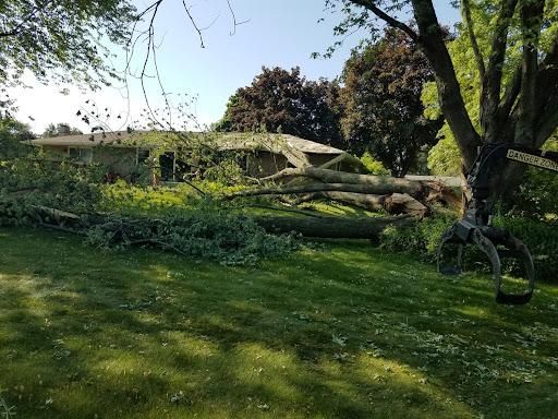 All Photos for O&O Tree Service in Rockford, IL