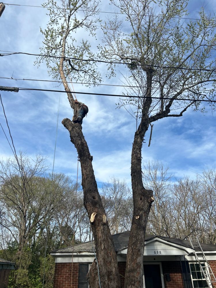 All Photos for Oakhurst Landscaping and Tree Service in Charlotte, NC