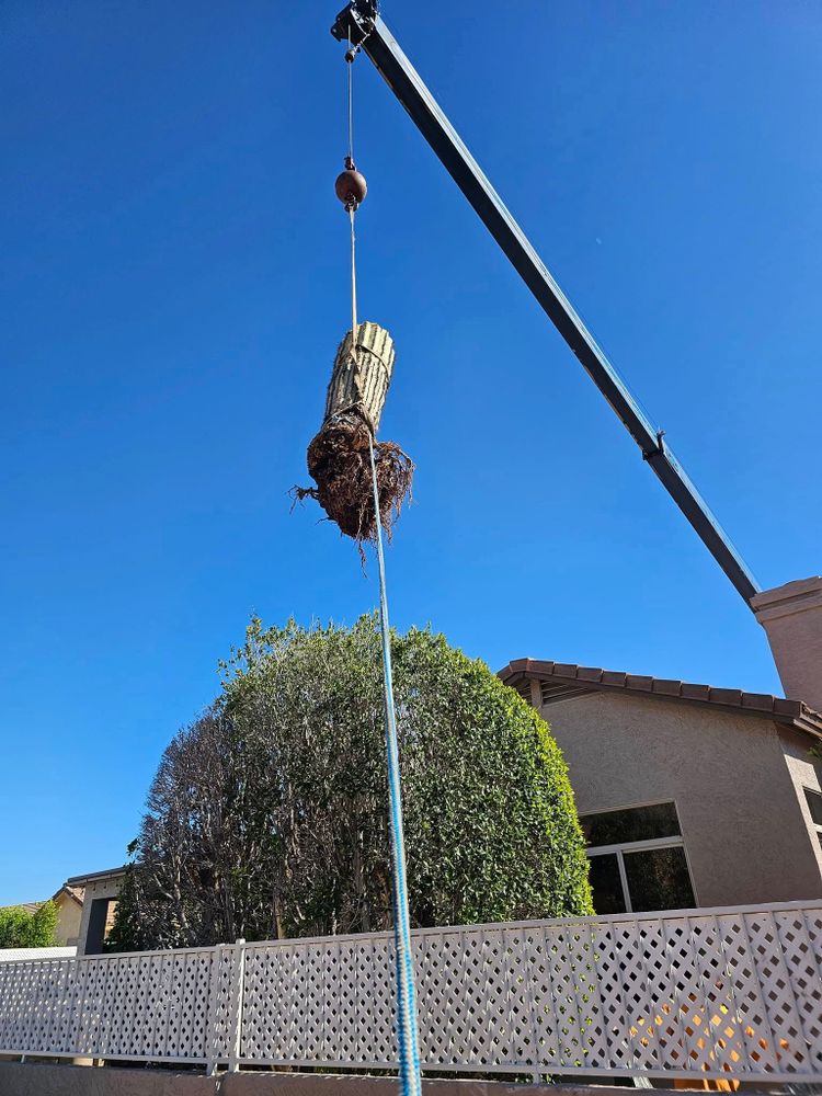 Our Tree Removal service ensures safe and efficient removal of unwanted or hazardous trees, protecting your property while enhancing landscape aesthetics. Trust our expert team for reliable and environmentally-friendly solutions. for T's Tree Service and Firewood in Apache Junction, AZ