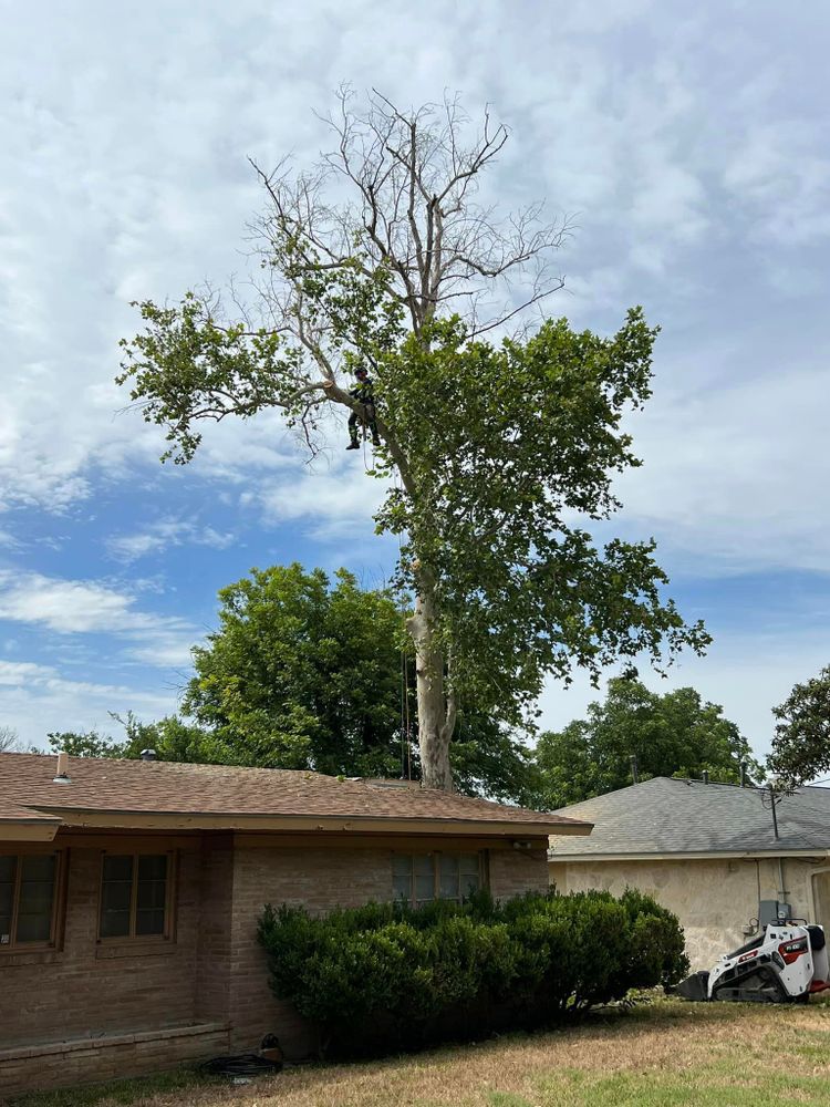 Tree Removal for Z’s Trees LLC in Grey Forest, TX