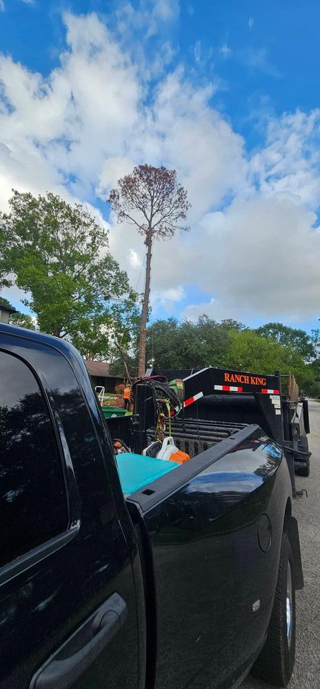 All Photos for Servin's Tree Care  in Houston, TX