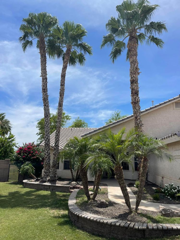 All Photos for Oliver L. Palm & Tree services in Yuma County, AZ