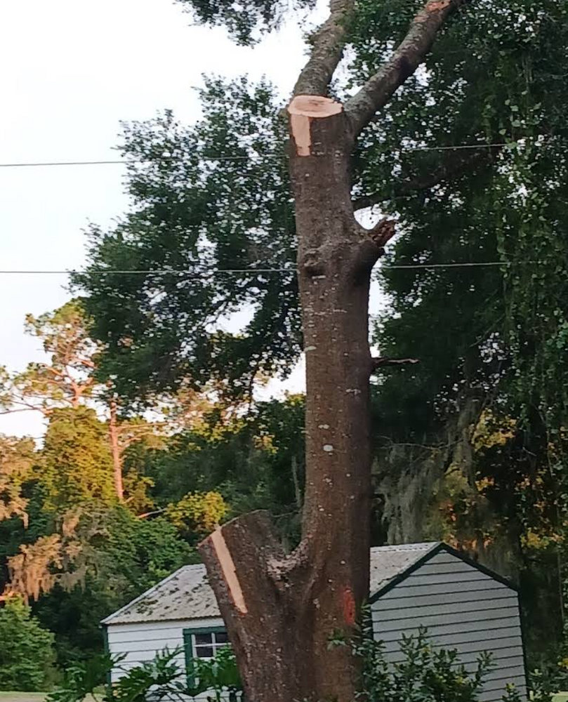 All Photos for Perfect Cut Lawn & Tree Care in Citrus Springs, FL