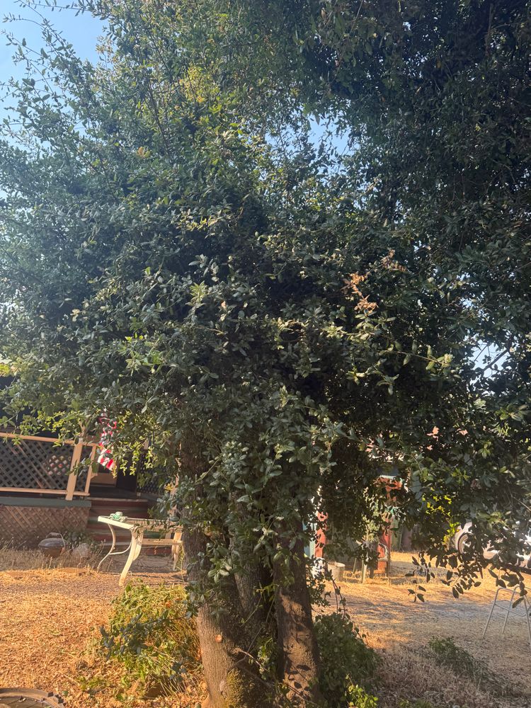 All Photos for Stanisloo’s Landscaping and Services in Potter Valley, CA
