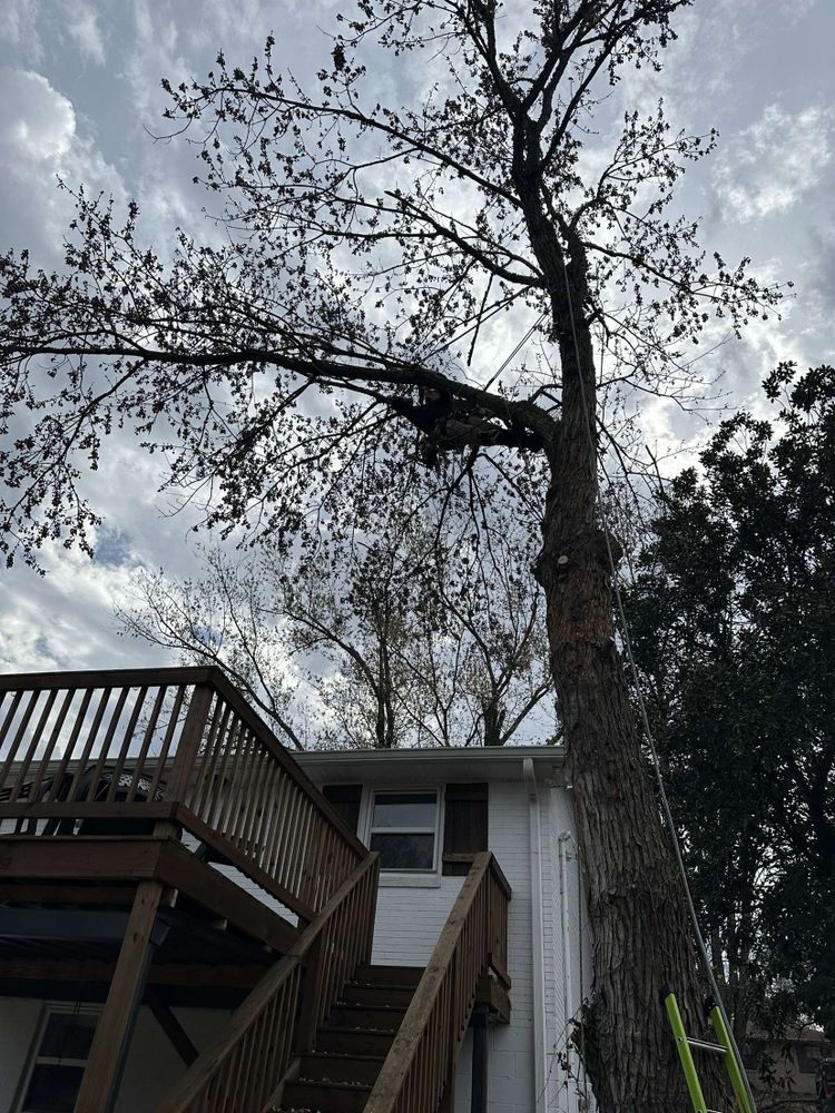 Tree Removal for Affordable Tree Service TN in White House, TN