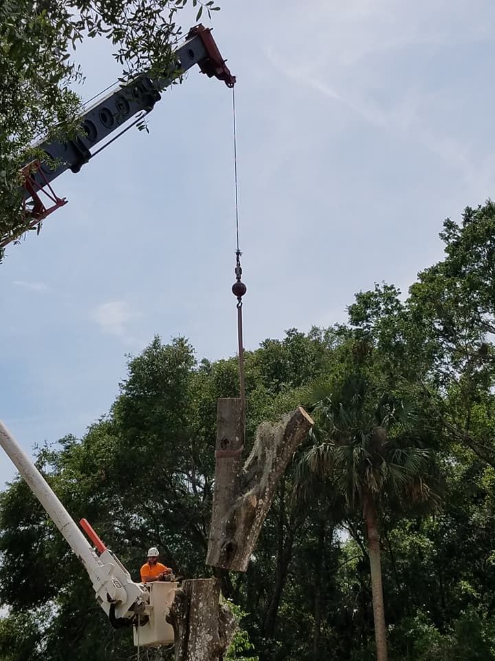 Tree Removal for Daniel Hickey’s Tree Service in DeLand, FL