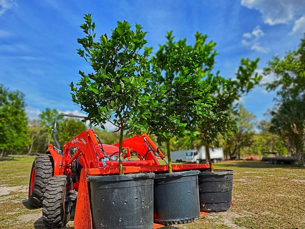 Our Tree Farm service offers homeowners expertly grown, high-quality trees ready for planting, ensuring vibrant landscapes and increased property value with professional guidance on selection, placement, and maintenance. for Southern Roots Tree Farm in Crystal River, FL