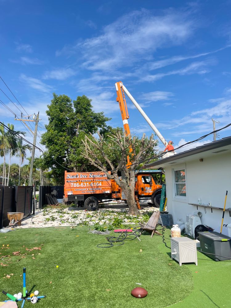 All Photos for Sam's Tree Service in Miami Beach,  FL