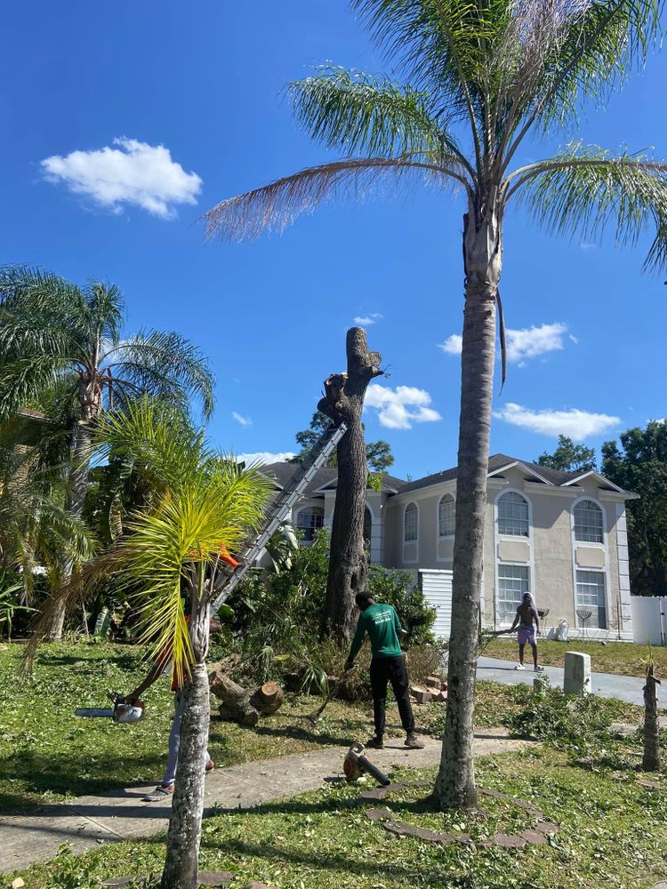 Fall and Spring Clean Up for Efficient and Reliable Tree Service in Lake Wales, FL