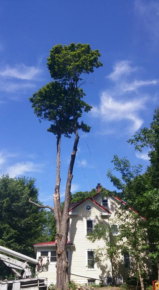 Tree Removal for Lightning Tree Service in Corydon, IN