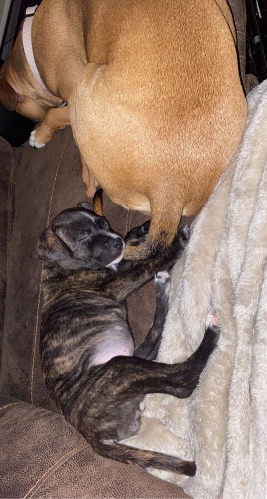 All Photos for Entwistle Pools and Construction in Shrewsbury, MA