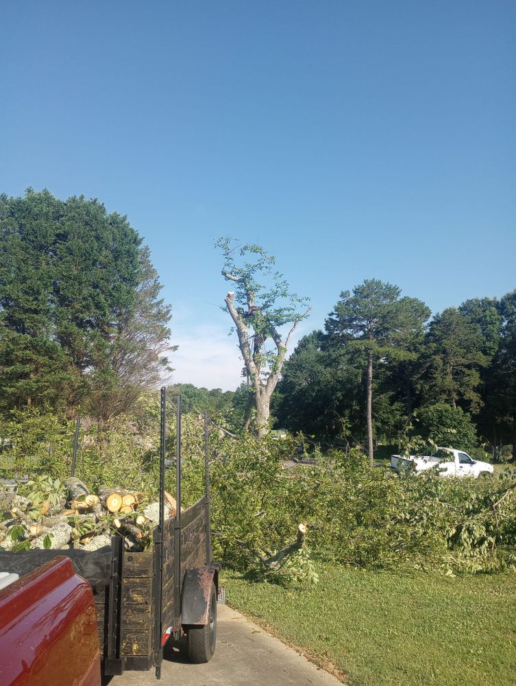 Tree Removal for Backwoods Tree Experts in Hickory, NC