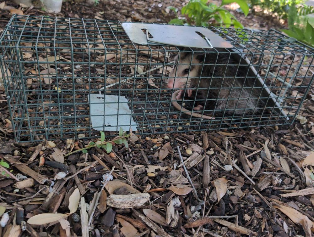 All Photos for Topper's Wildlife Removal in Garland, TX
