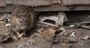 Pest Control Success Stories for Predator Pest Control in El Paso, TX