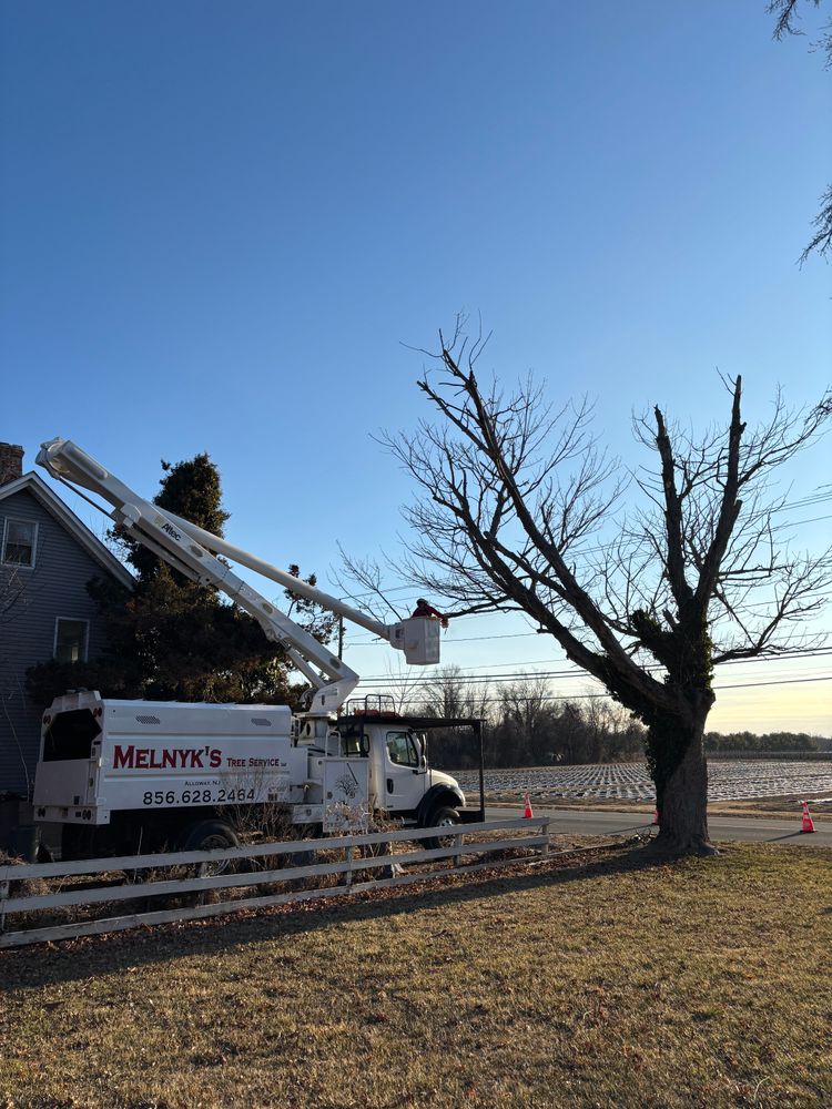 All Photos for Melnyk’s Tree Service in Salem County, NJ