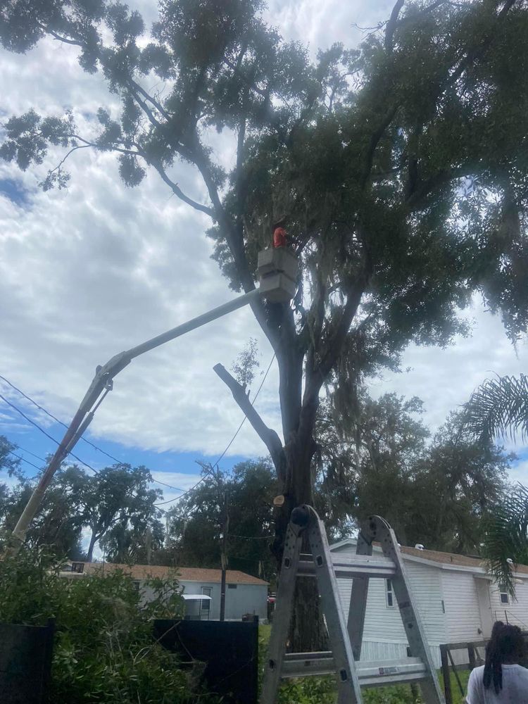 Fall and Spring Clean Up for Efficient and Reliable Tree Service in Lake Wales, FL