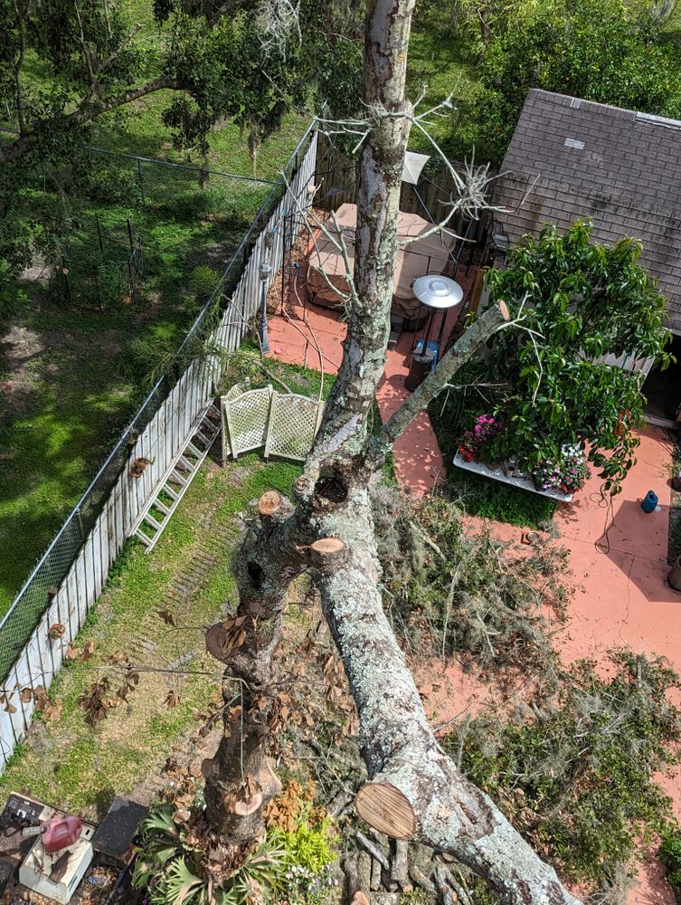 All Photos for Regal Tree Service and Stump Grinding in Wauchula, FL