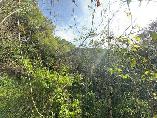 Tree Cleanup  for D&D Services of Pensacola in Pensacola, FL