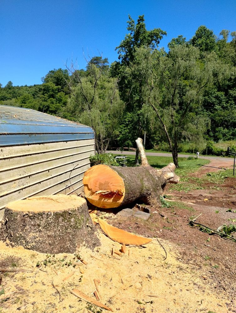 Tree Removal for Scott's Tree Service in Athens, TN