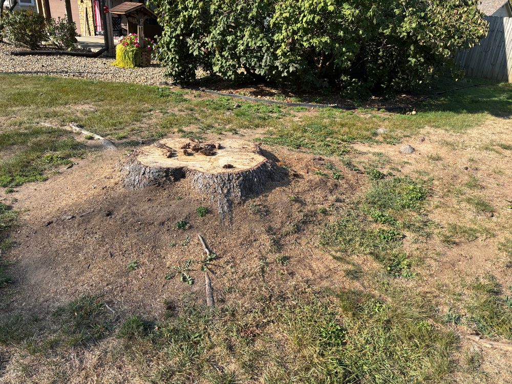 All Photos for Conrad's Stump Removal in Columbus, IN