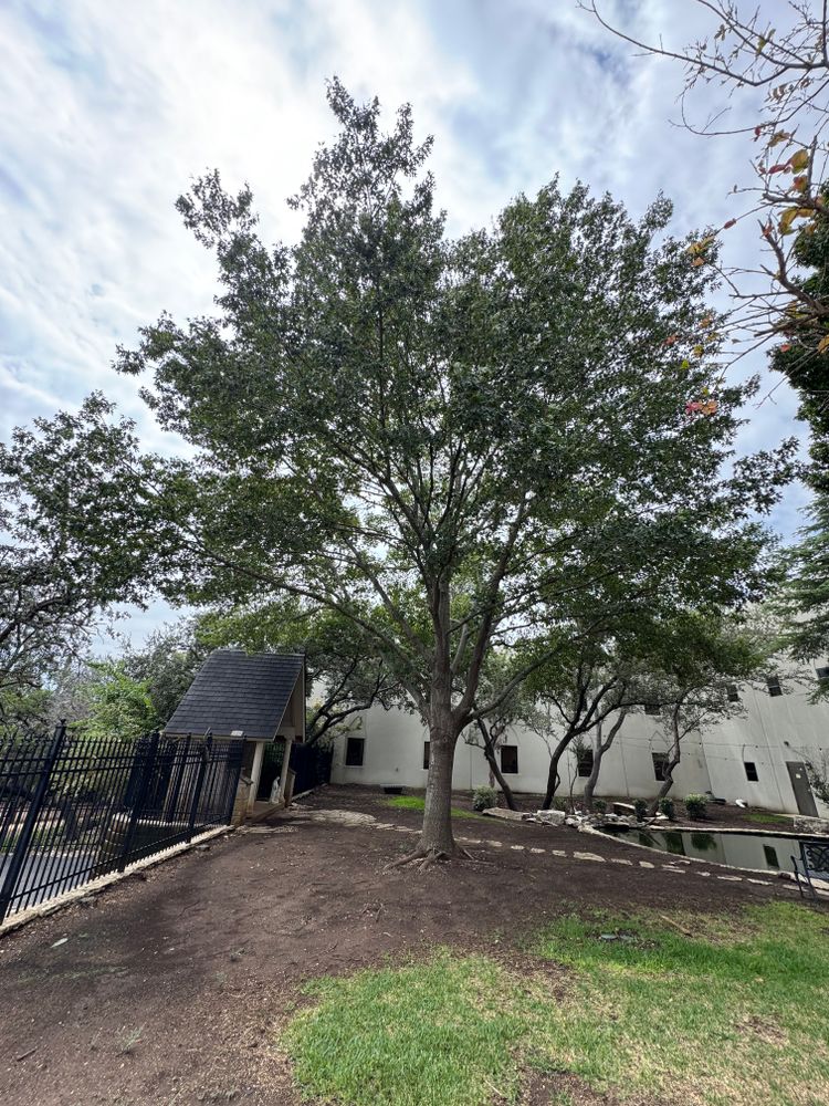 All Photos for DR Landscape in San Antonio, TX