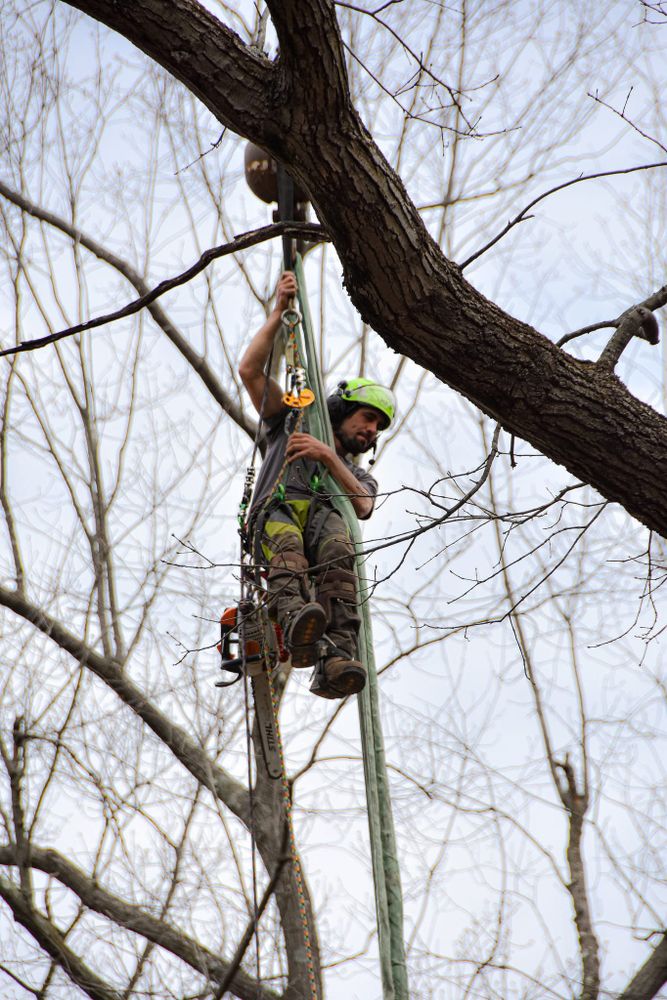 All Photos for Total Tree Service in Washington, NJ