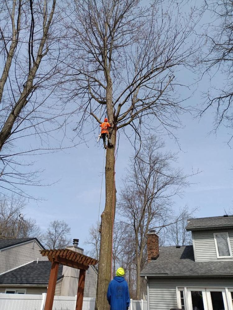 Tree Removal for General State Property Maintenance in New Haven, IN