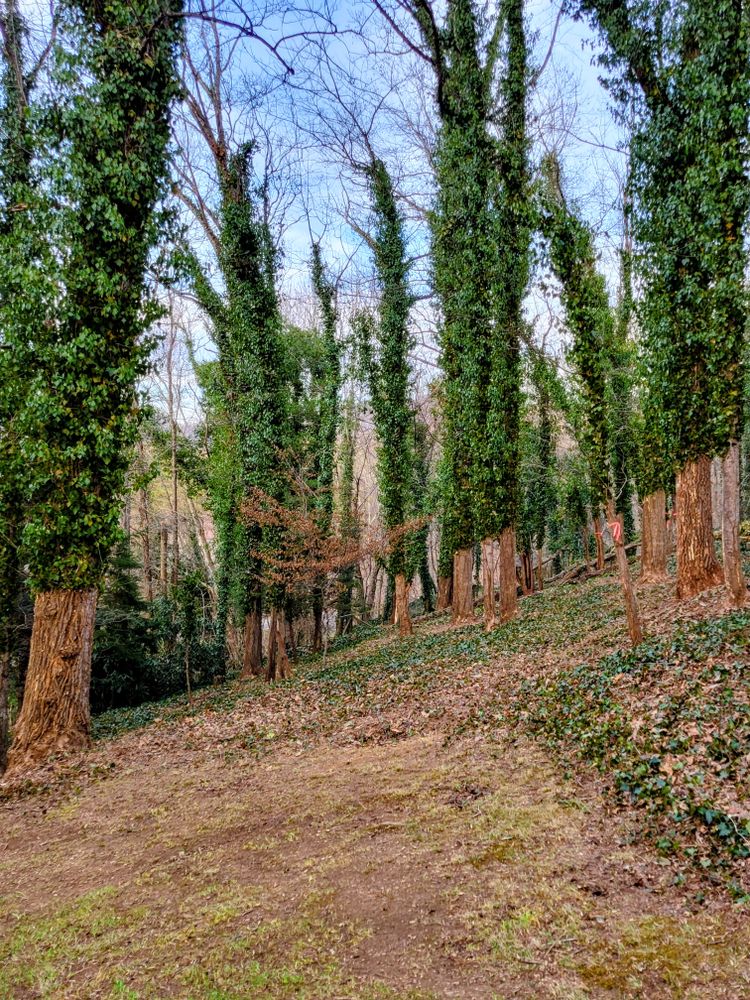 Clean ups and invasive plant management  for C4 TrueVision Renovations in Asheville, NC